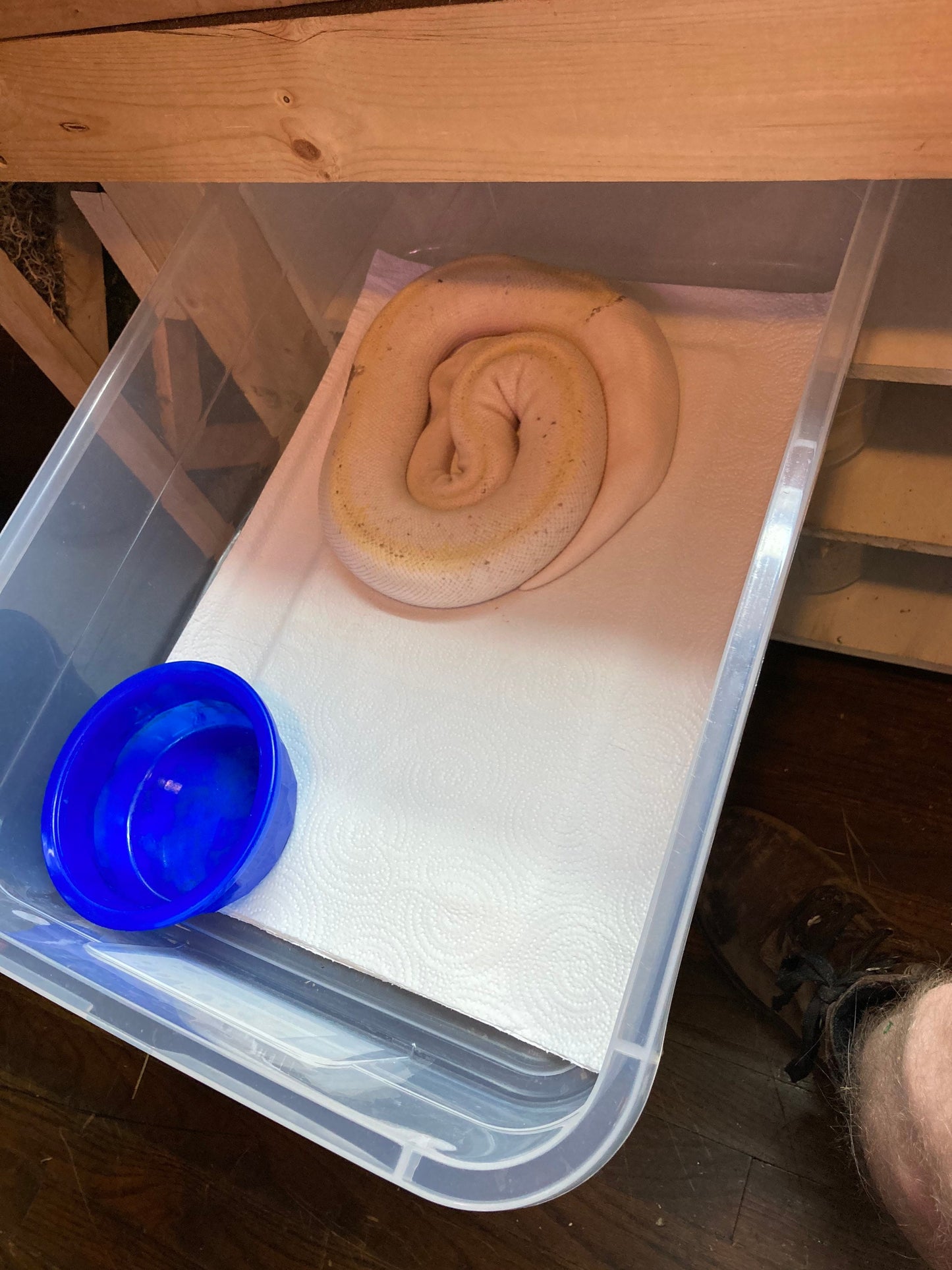 SCW 28qt Recessed Heat Reptile Rack | PVC Snake Breeder Rack
