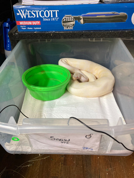 Assembled 16qt PVC Reptile Rack: Ball Python Snake Enclosure