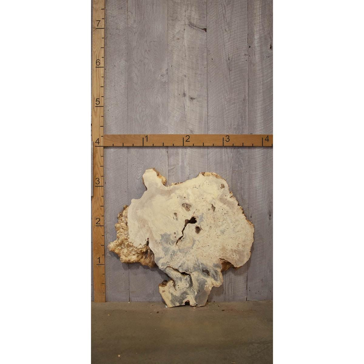Buckeye Burl Slab: Kiln-Dried Live Edge Resin Wood (2.5" x 41" x 48.75")