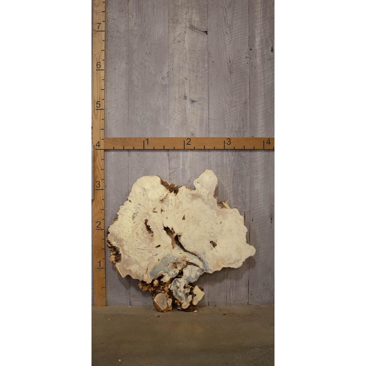 Buckeye Burl Slab: Kiln-Dried Live Edge Resin Wood (2.5" x 41" x 48.75")