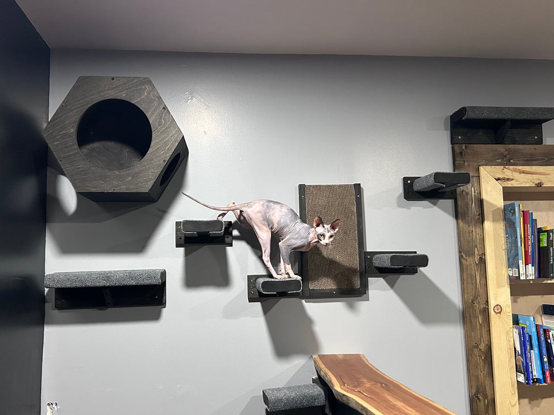 Cat climbing furniture for indoor cats featuring a Sphynx cat exploring multiple levels.