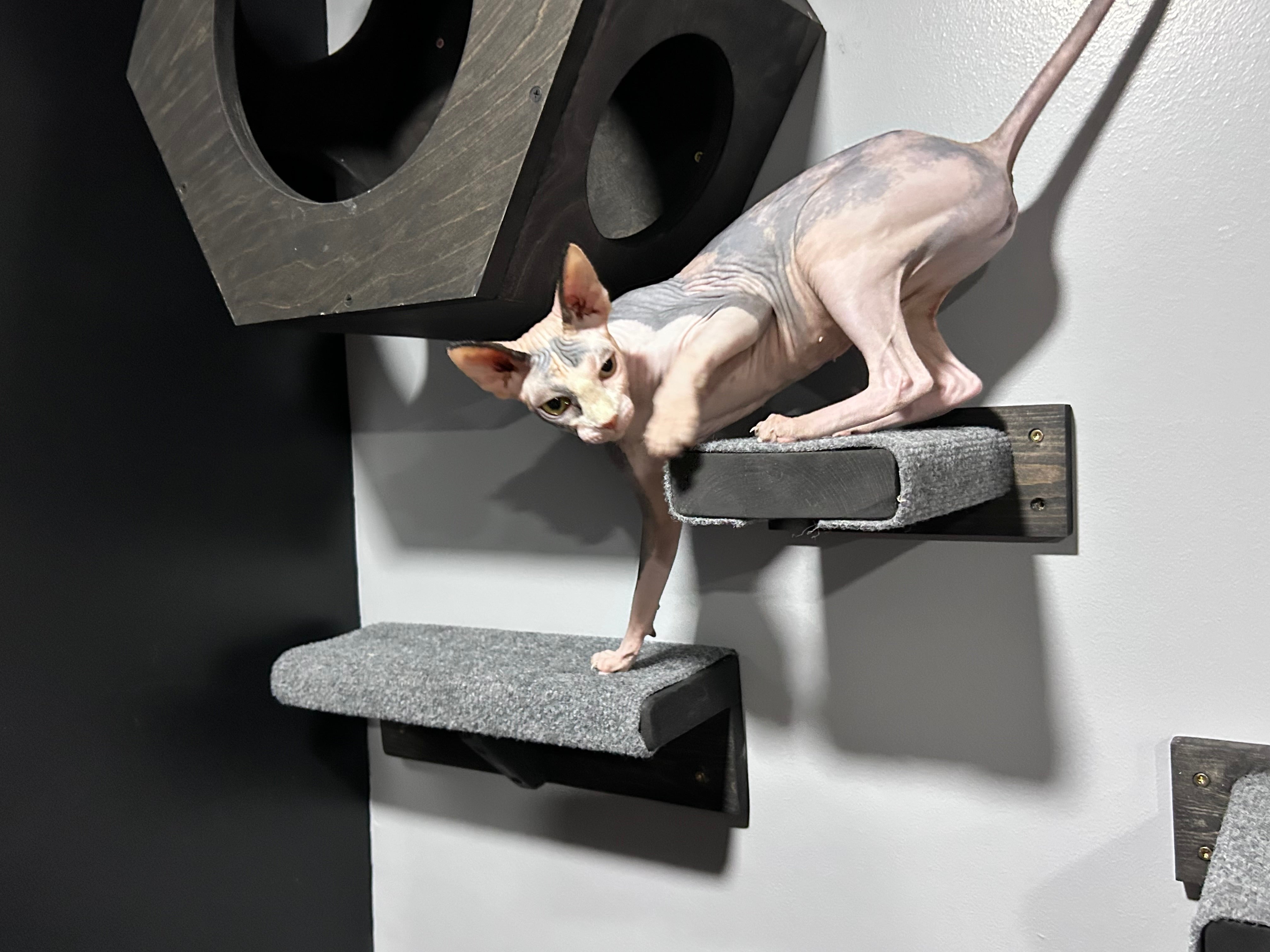 Cats & Dogs Products for Comfortable, Pet-Friendly Homes