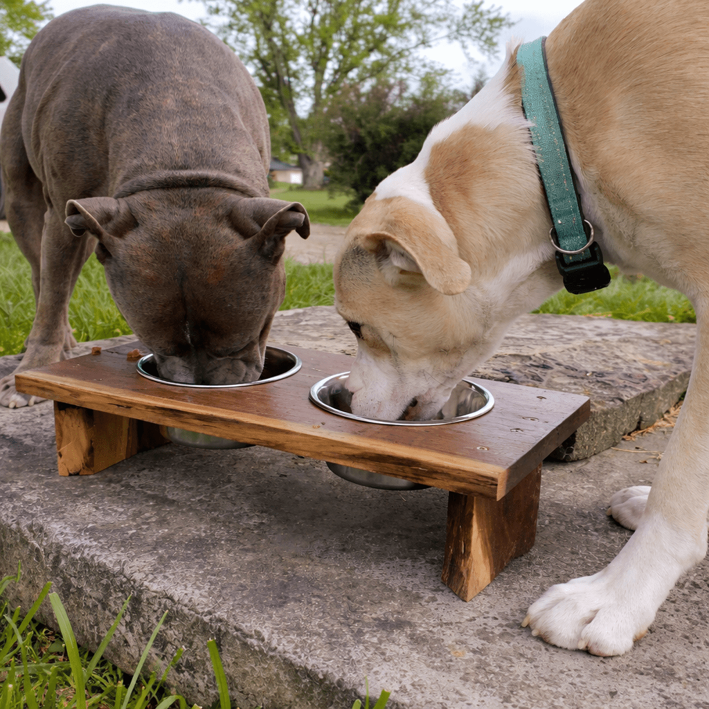Two dogs eating from a pet bowl feeding stations with tidy bowls on a wooden frame.
