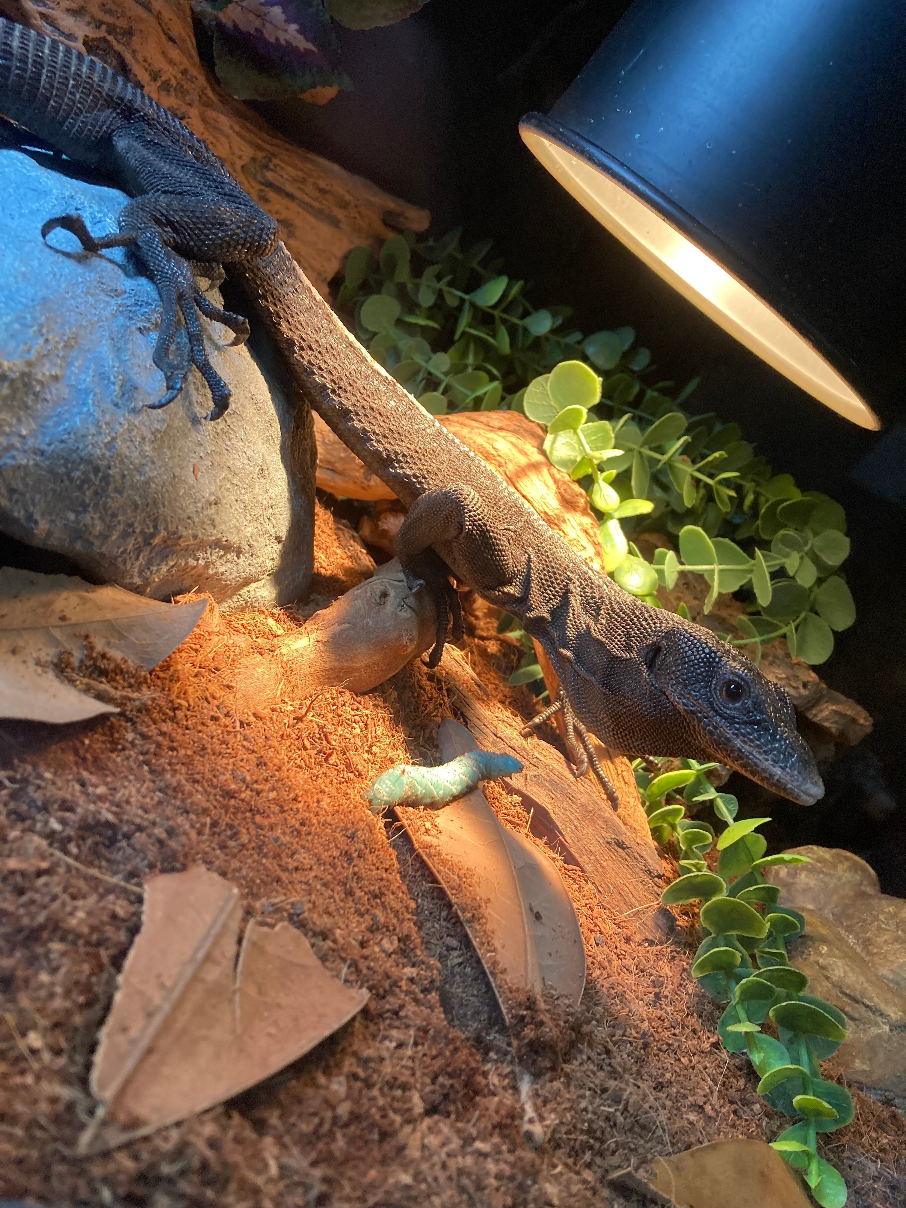 Reptile Enclosures for Snakes, Lizards & Professional Habitat Setups