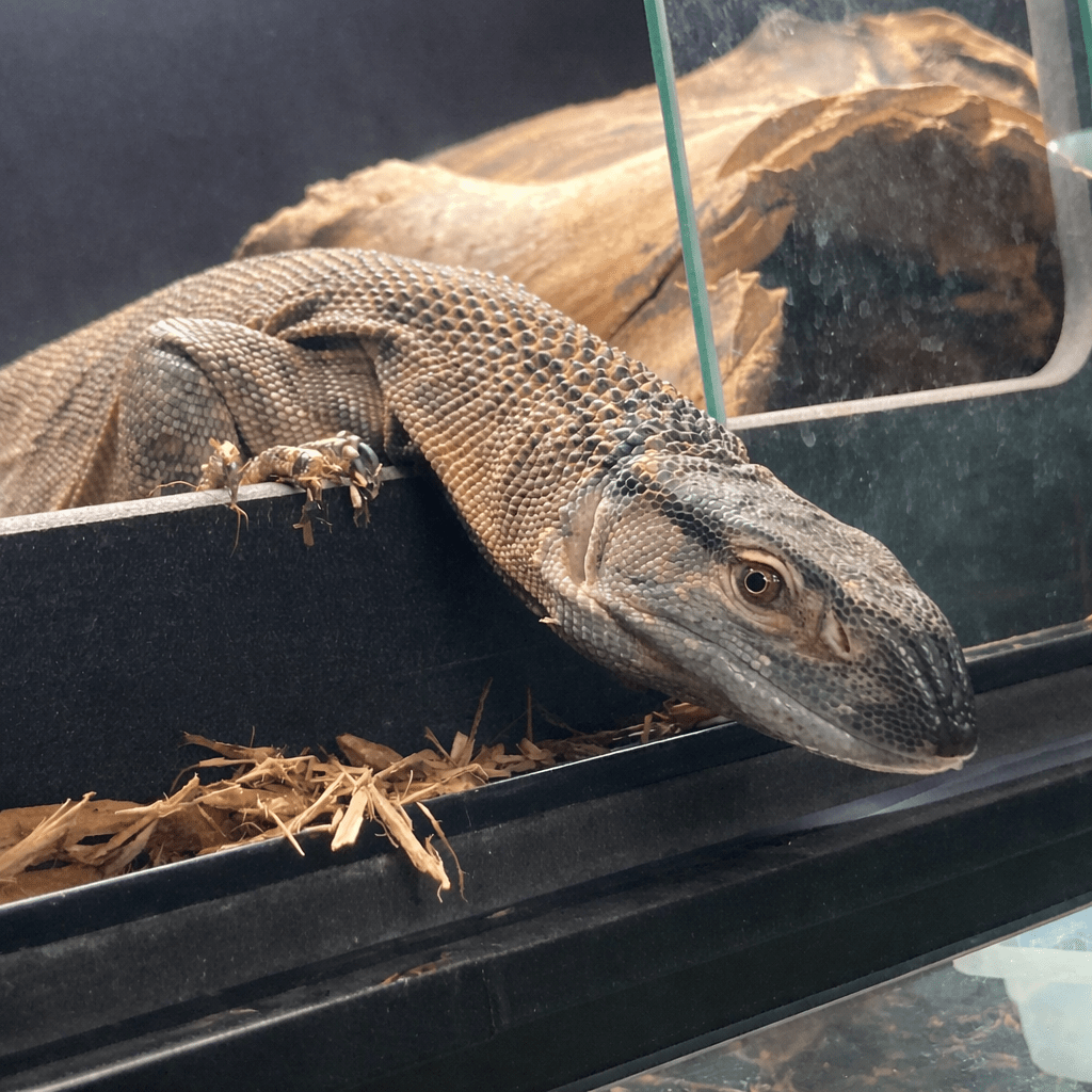 Reptile Habitat Systems [adeojo] - Stumps Custom Wood