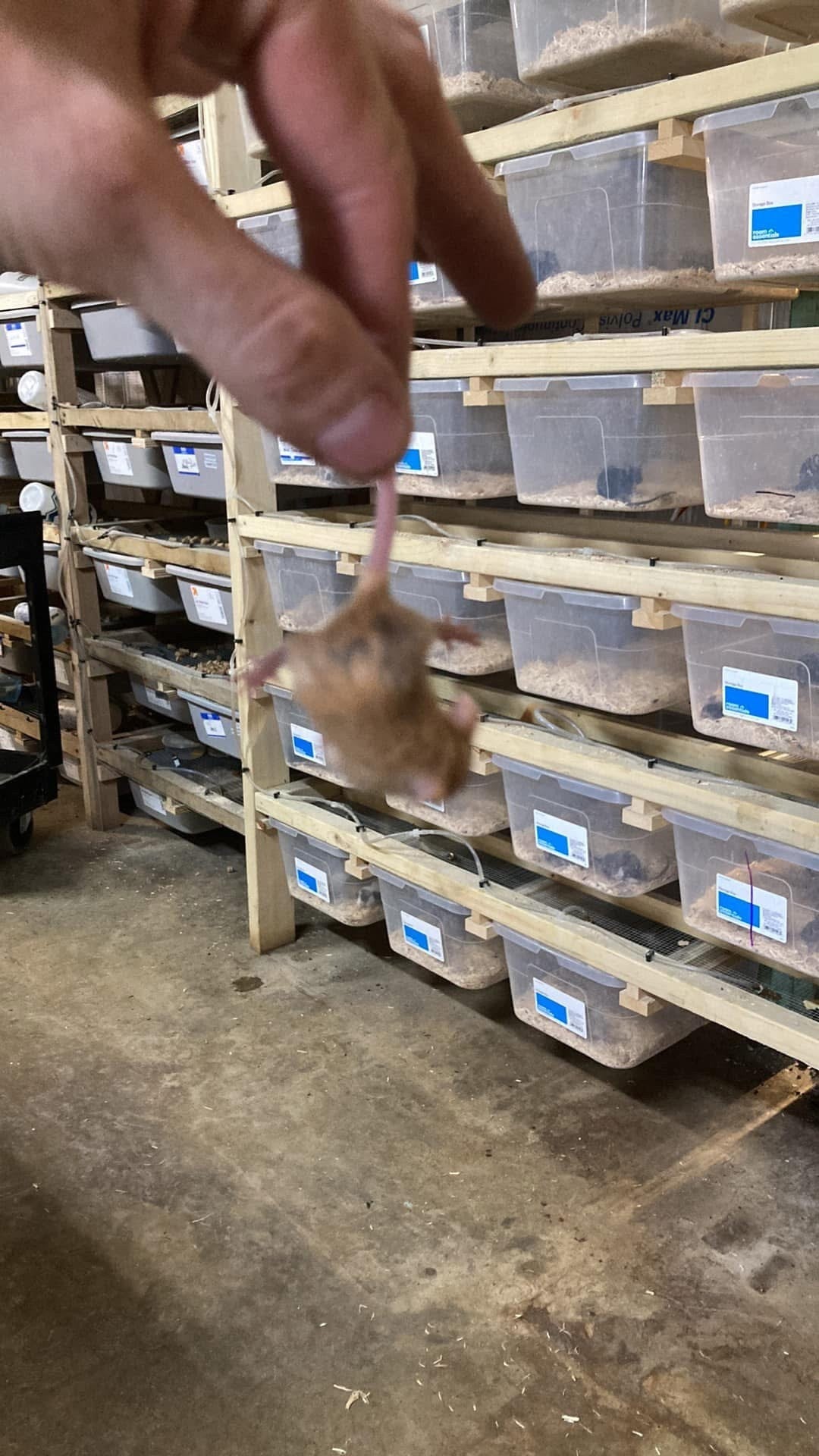 Fly Colony Rearing Racks Rodent Breeding Racks for Feeder Colonies - Space-Efficient – Stumps ...