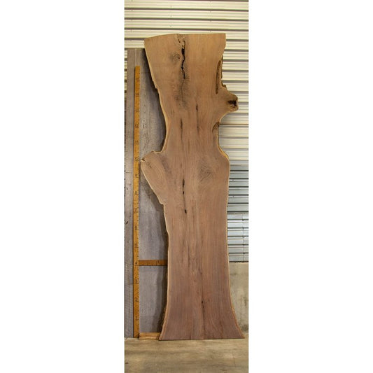Huge Walnut Slab 2.75"x43.5"x220"