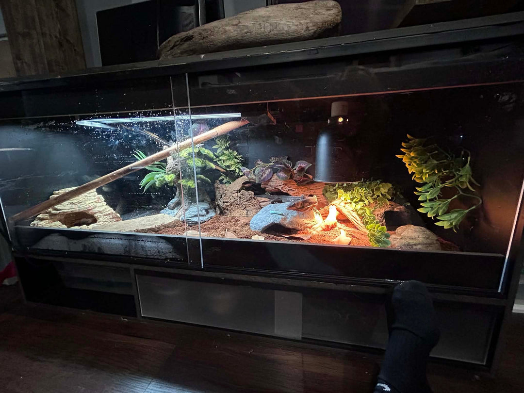4 Foot Black Bioactive PVC Reptile Enclosure - Stumps Custom Wood