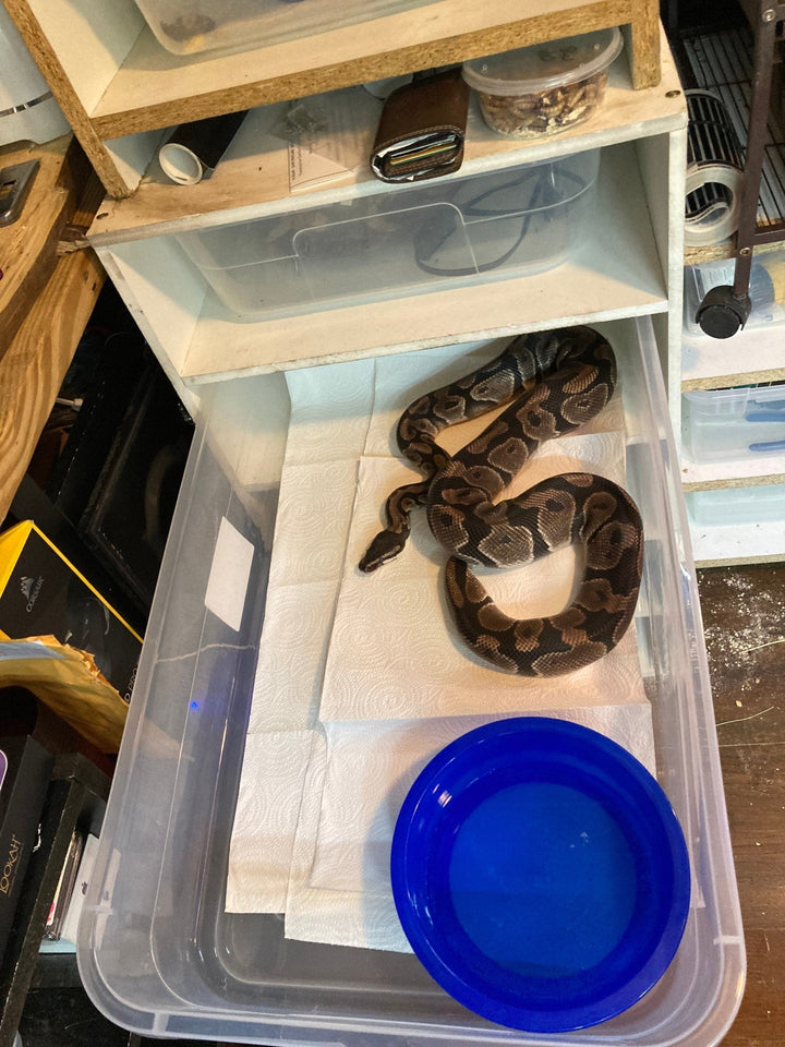 41qt PVC Snake &amp; Ball Python Rack with a ball python inside and blue water bowl.