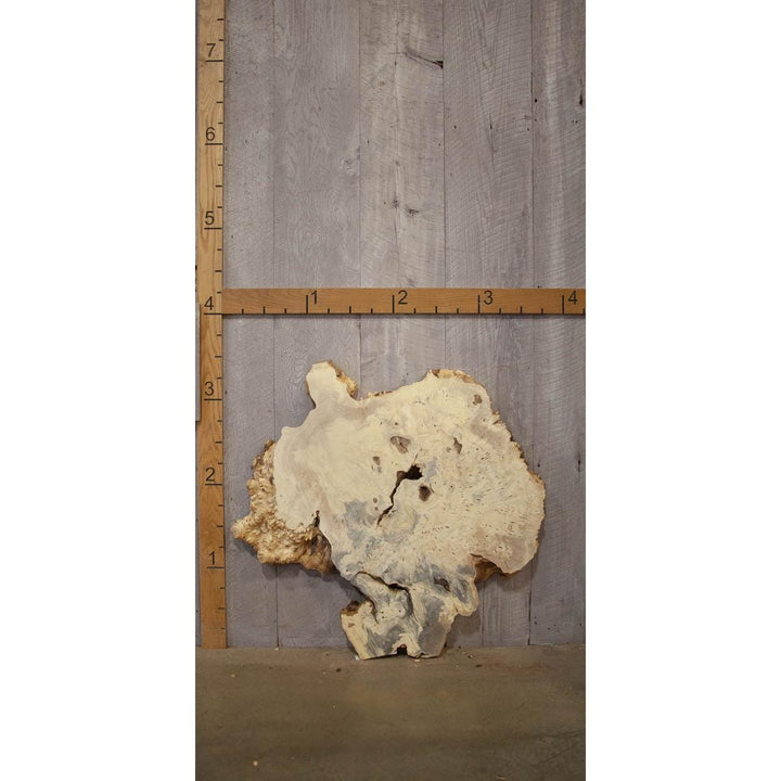 Buckeye Burl Slab: Kiln - Dried Live Edge Resin Wood - Stumps Custom Wood