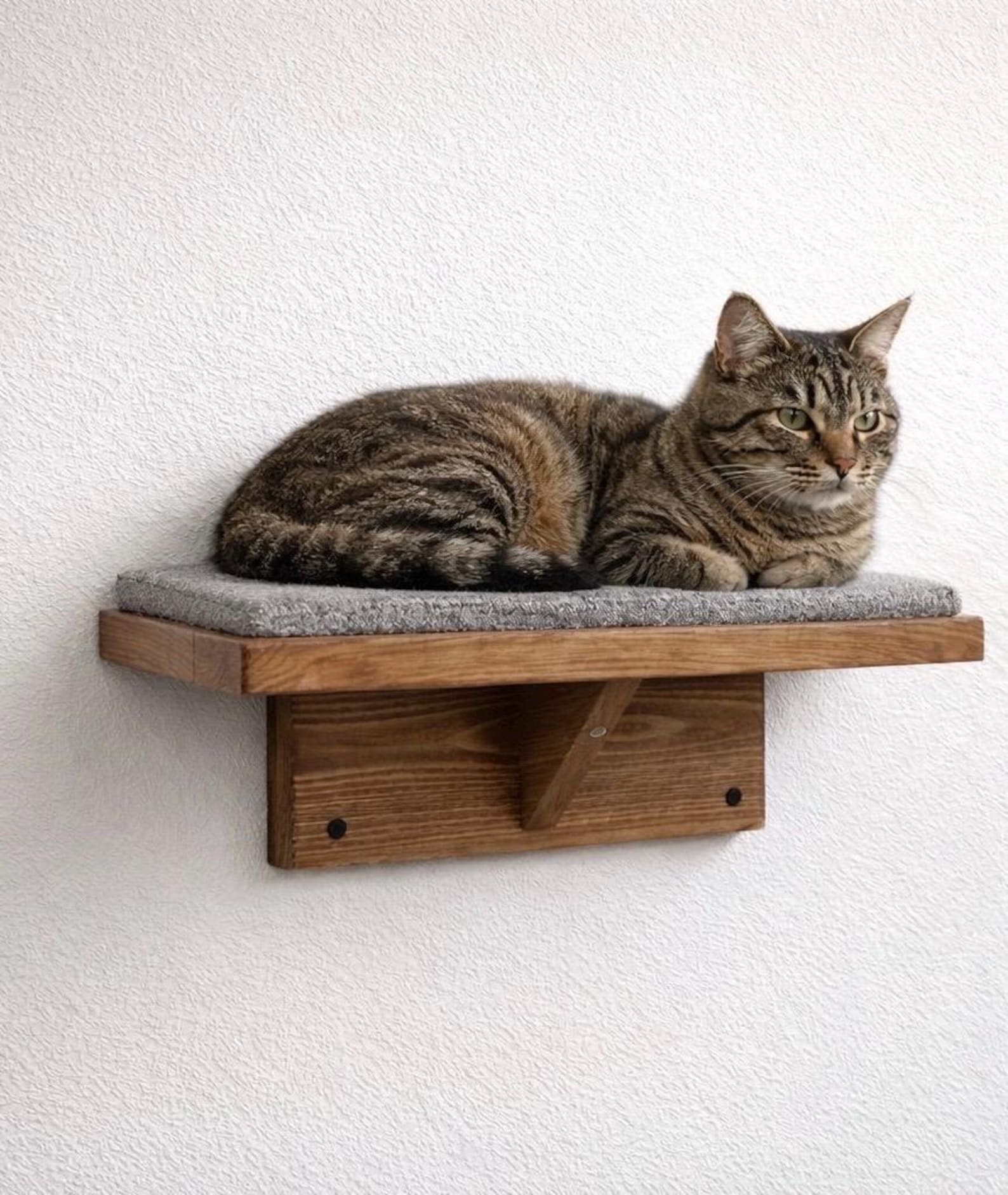 Floating Cat Wall Perch Ledge With Carpet Grip - Stumps Custom Wood