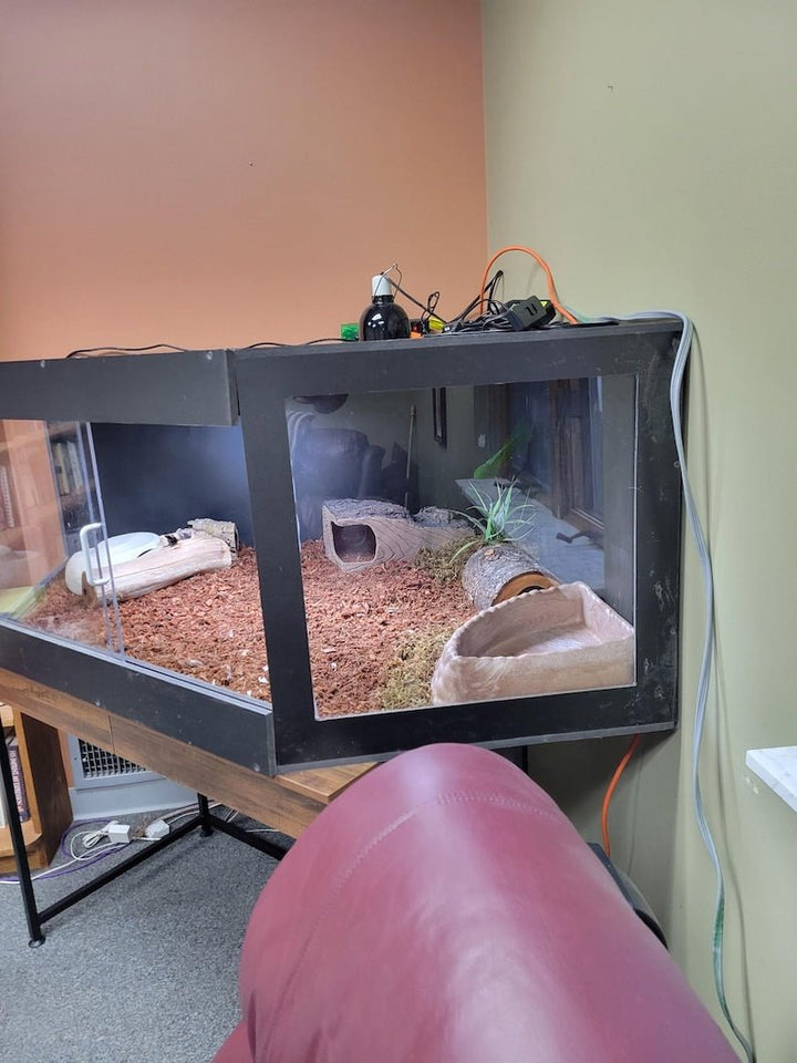 Black PVC reptile enclosure showcasing a bioactive habitat with plants and logs for reptiles.