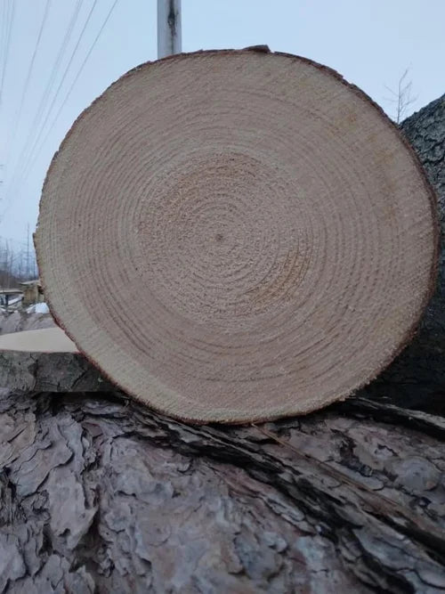 Rustic Wood Slices 1.5” Thick