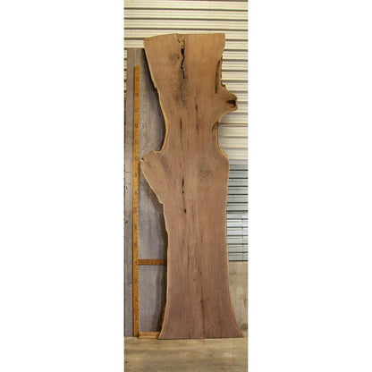 Huge Walnut Slab 2.75"x43.5"x220" - Stumps Custom Wood