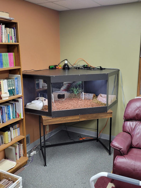 black PVC reptile enclosure designed for bioactive habitats in a stylish living room setup.