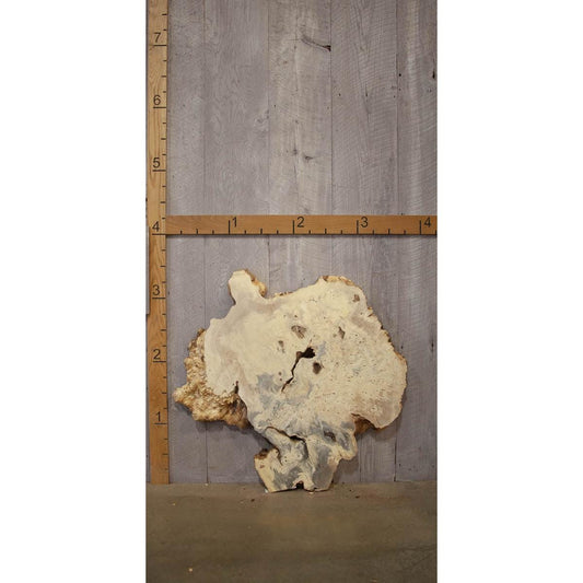 Buckeye Burl Slab: Kiln-Dried Live Edge Resin Wood (2.5" x 41" x 48.75")