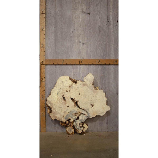 Buckeye Burl Slab: Kiln-Dried Live Edge Resin Wood (2.5" x 41" x 48.75")