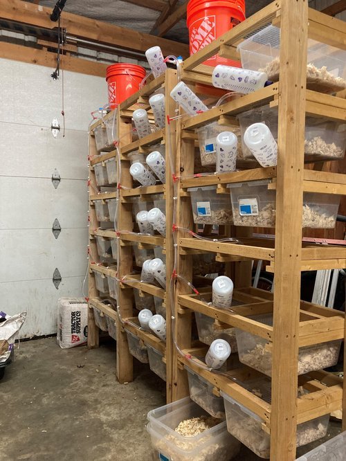 Maternity Rat & Mice Breeding Racks | Fully Assembled Space - Saving - Stumps Custom Wood